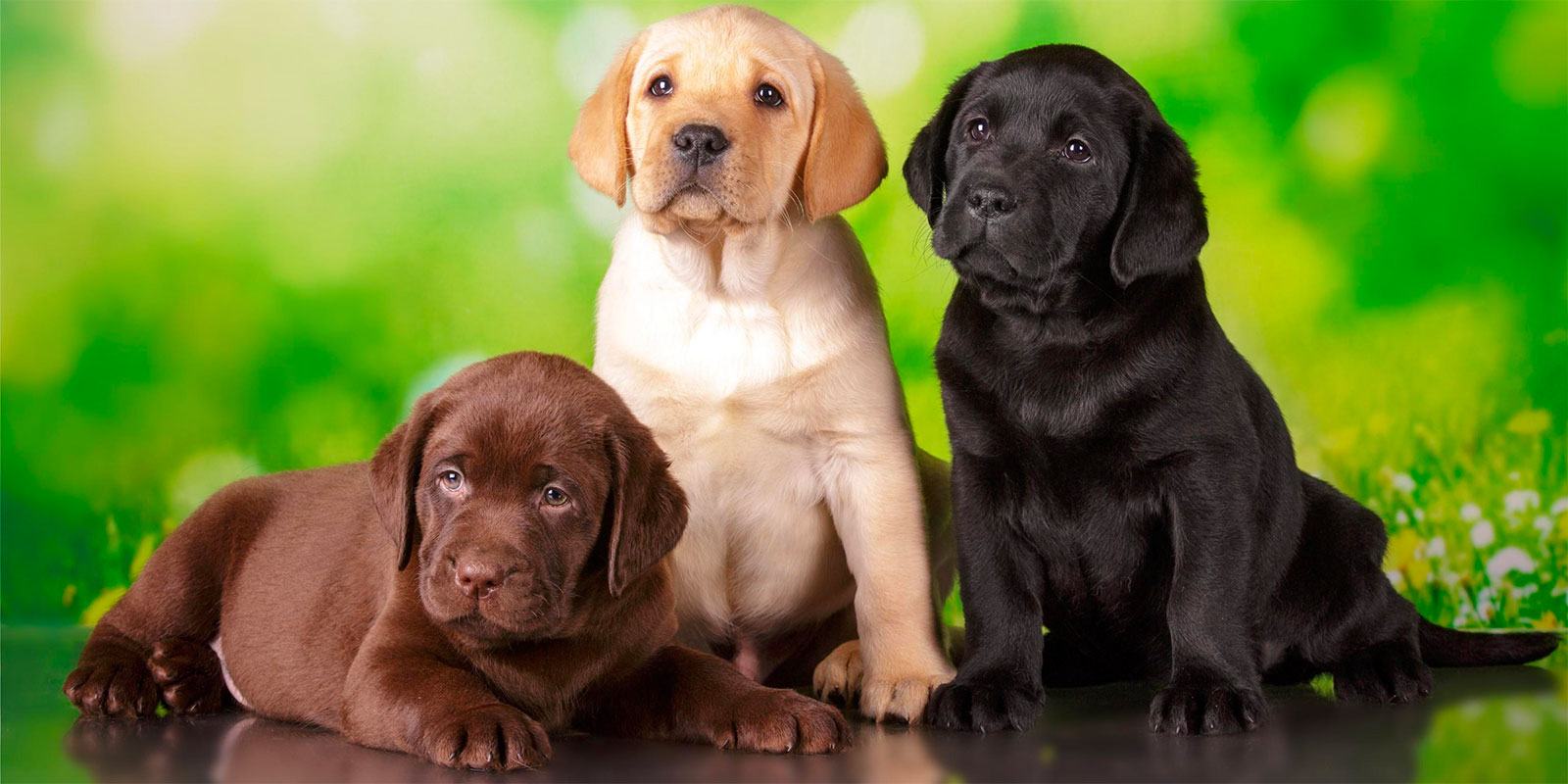 Tout savoir sur le Labrador Retriever